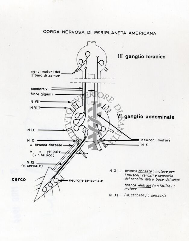 Schema del sistema nervoso dello scarafaggio Periplaneta americana