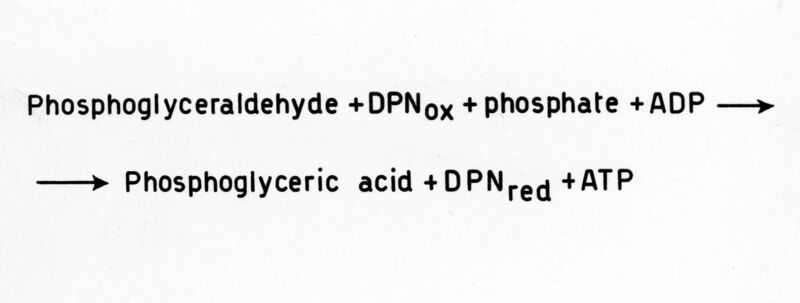 Ossidazione dell'aldeide fosfoglicerica ad acido fosfogligerico