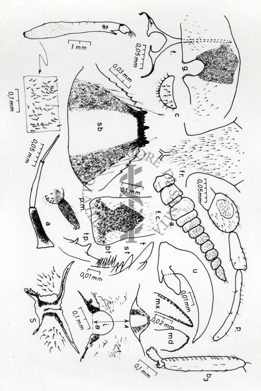 Quadro sinottico dei principali caratteri anatomici di larva e adulto di dittero Simulide