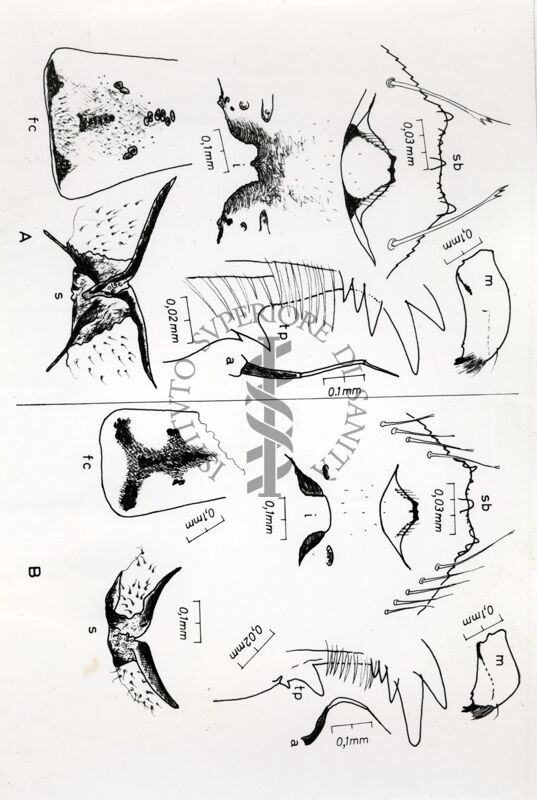 Quadro sinottico dei principali caratteri anatomici della larva di dittero Simulide