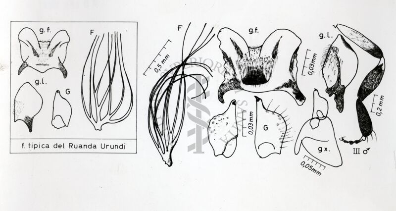 Quadro sinottico dei principali caratteri anatomici della pupa e dell'adulto di una specie di dittero Simulide nella forma tipica del Ruanda Urundi