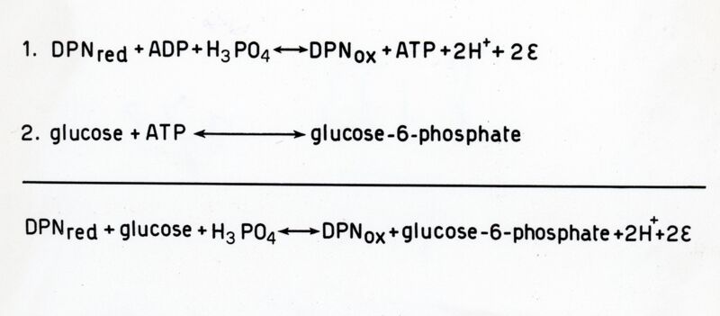 Formazione di glucosio - 6 - fosfato