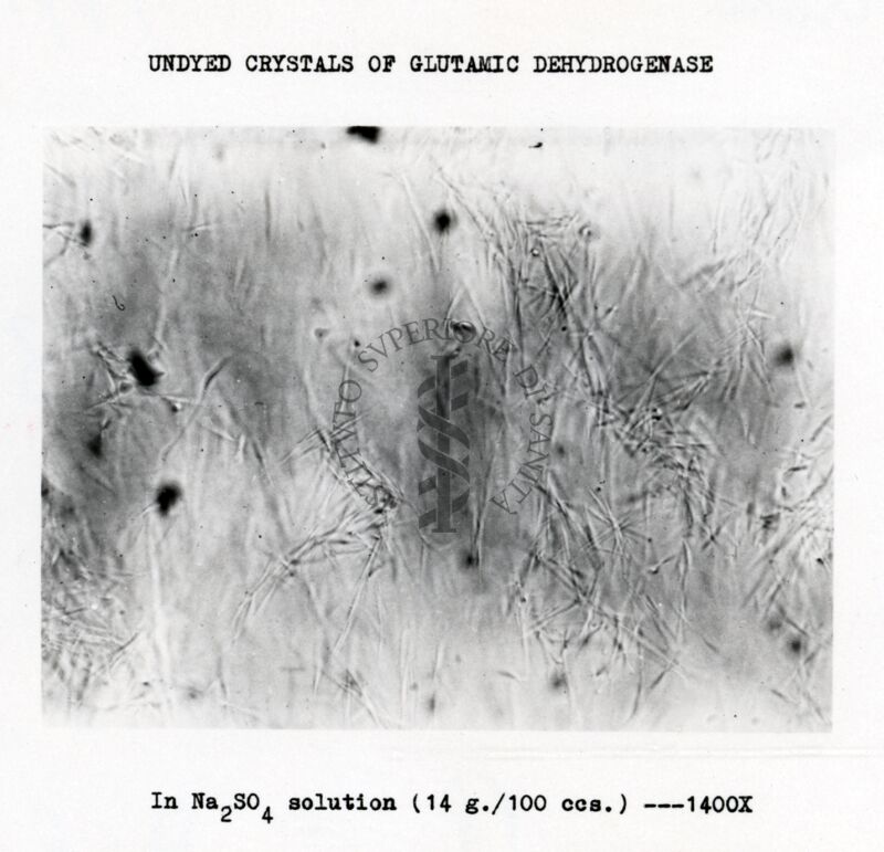 Lavoro sulla cinetica e sulle reazioni di equilibrio della deidroginasi cristallina dell'acido glutammico