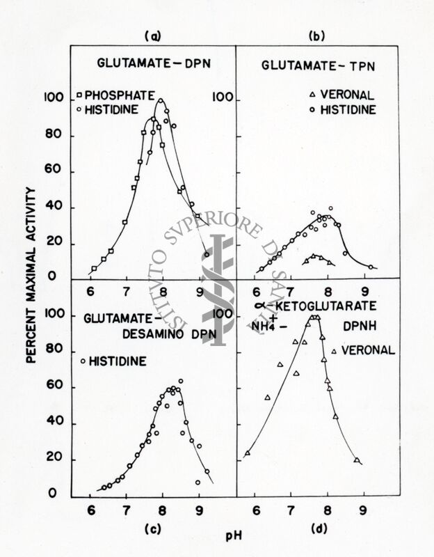 Lavoro sulla cinetica e sulle reazioni di equilibrio della deidrogenasi cristallina dell'acido glutammico