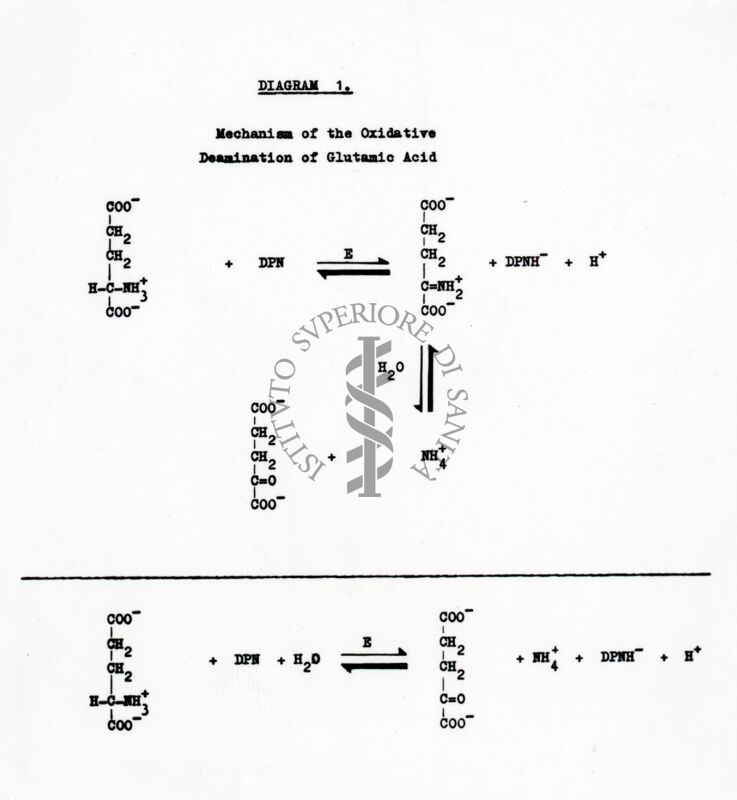 Lavoro sulla cinetica e sulle reazioni di equilibrio della deidrogenasi cristallina dell'acido glutammico