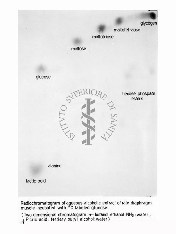 Metabolismo del Glucosio