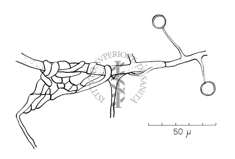 Haplosporangium Sp. Nov.