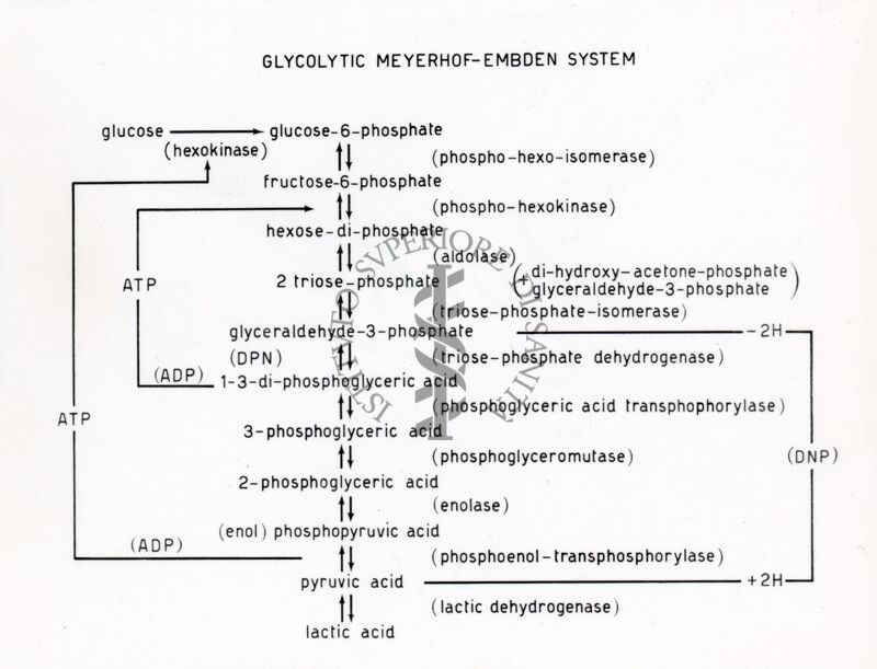 Schema Glicolitico (Metabolismo di Carboidrati)