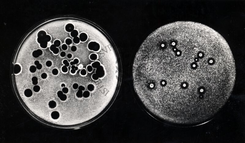 Mutanti per antibiosi in penicillina