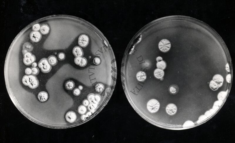 Mutanti per antibiosi in penicillina