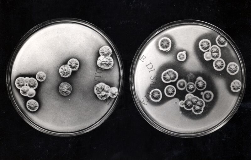 Mutanti per antibiosi in penicillina