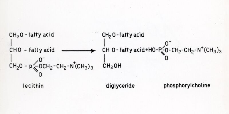 Formula riguardante la Lecitina