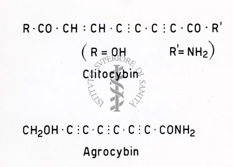 Formule riguardanti la Clitocibina e l'Agrocibina