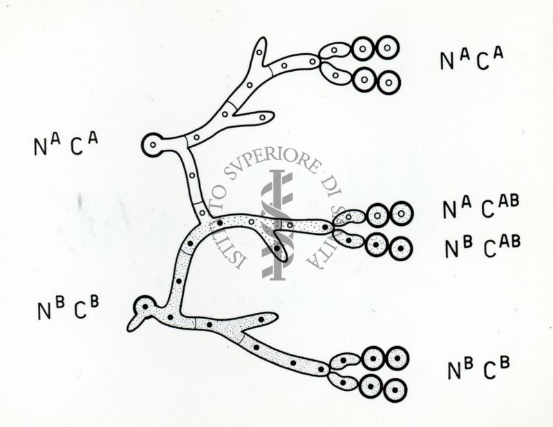 Fattore citoplasmatico in Penicillium