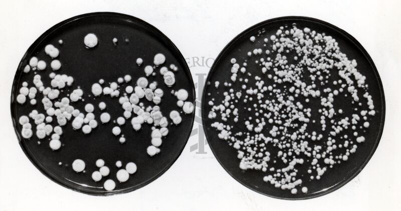 Riattivazione di conidi di Penicillium Chrysegenum per mezzo di cloruro di manganese