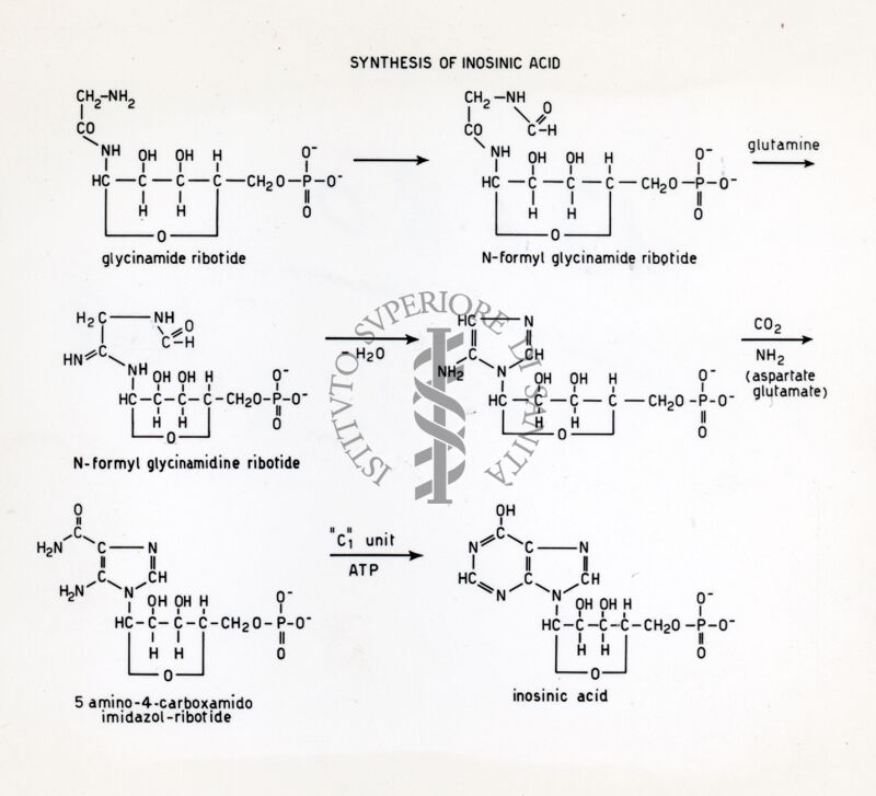 Sintesi dell'acido inosinico