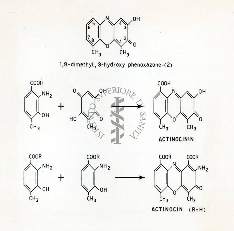 Actinocinina e actinocina