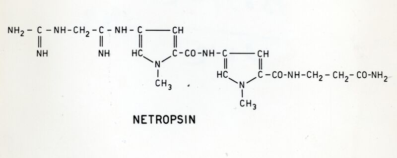 Netropsina