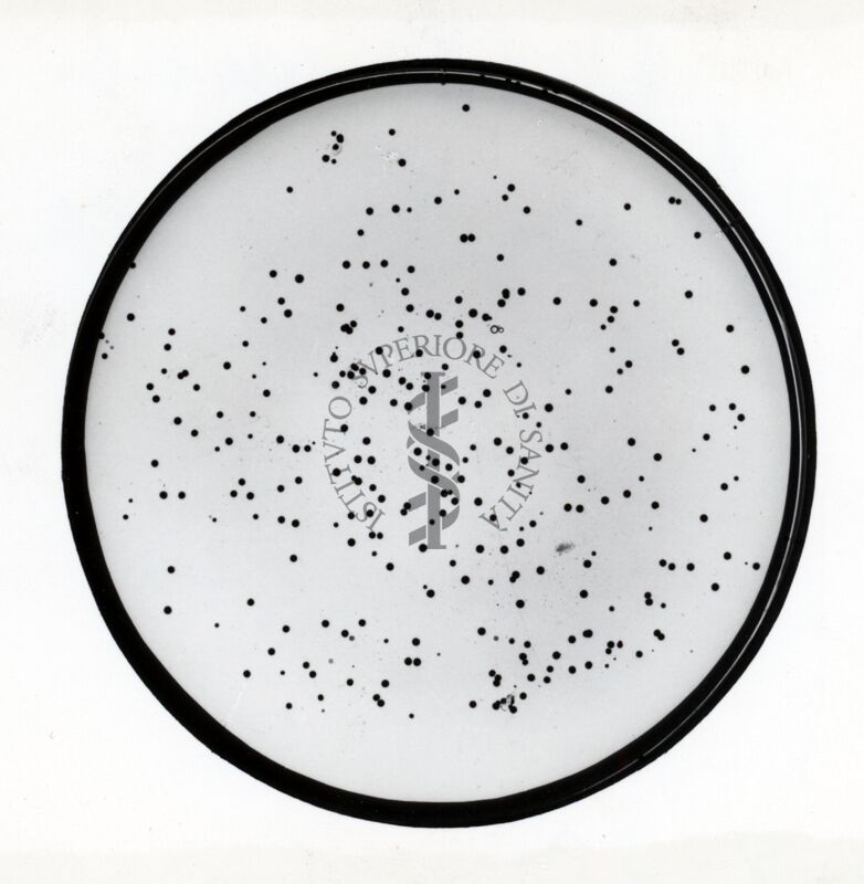 Ricombinanti in Streptomyces coelicolor