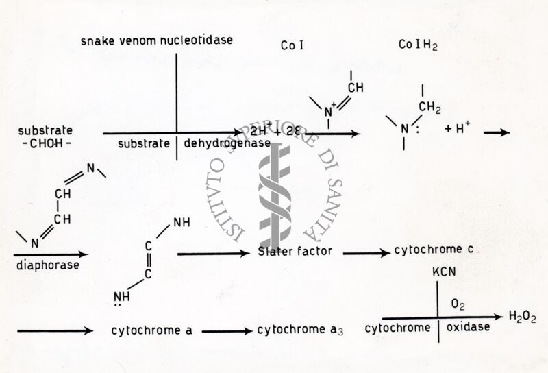 Meccanismo di ossidazione biologica