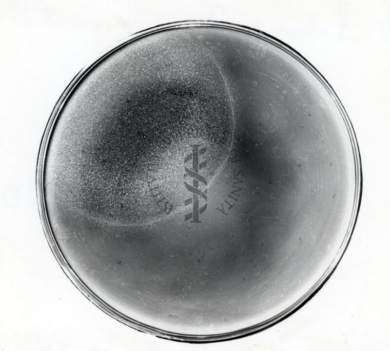 Auxanografia in Streptomyces coelicolor