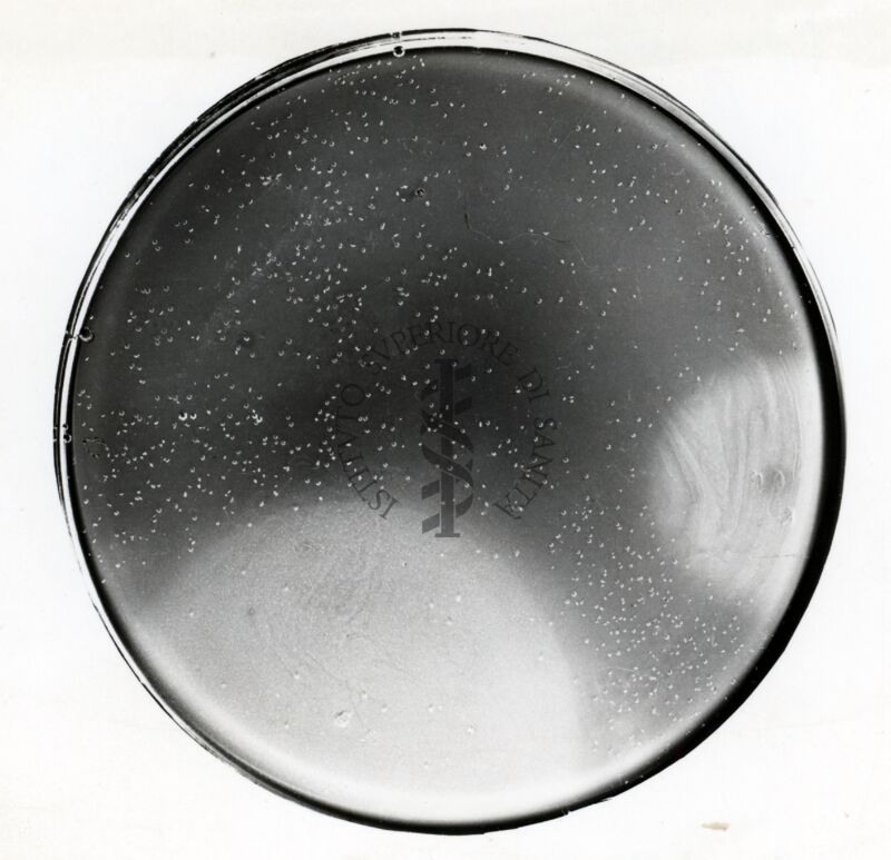 Auxanografia in Streptomyces coelicolor