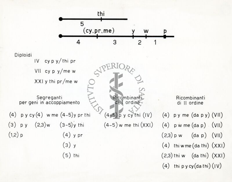 Riproduzione da tabella