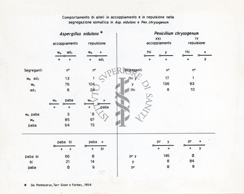 Segregazioni in Penicillium