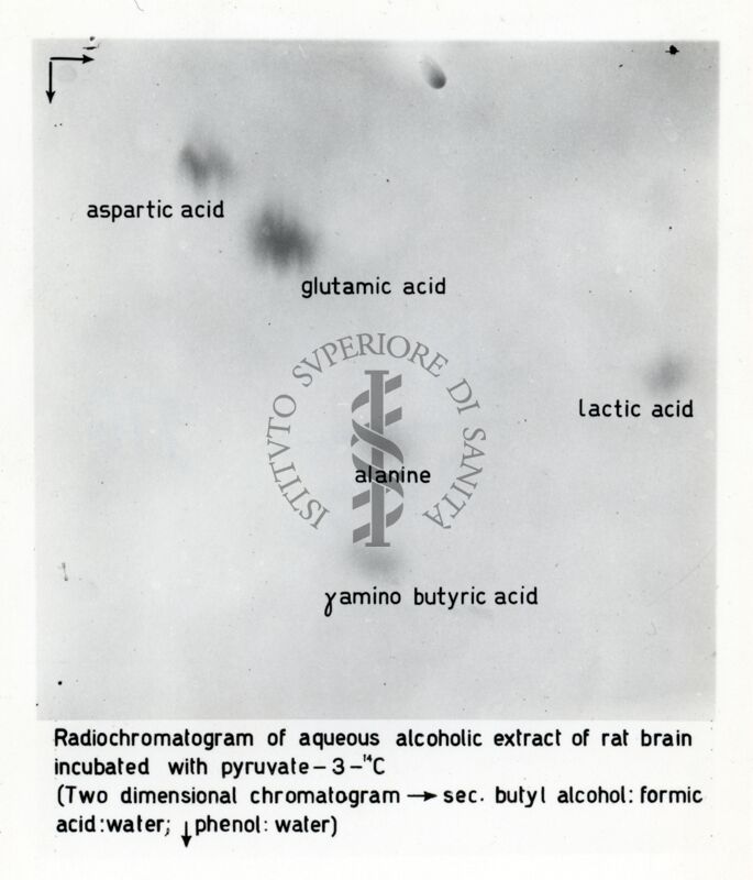 Riproduzione da radiografia