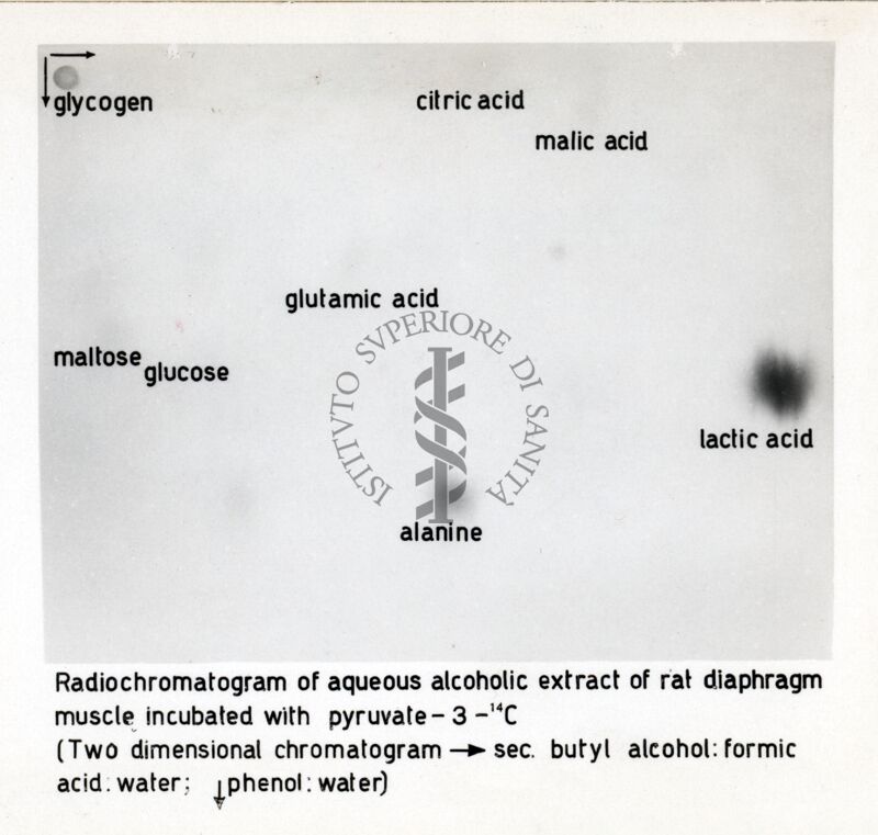 Metabolismo del Piruvato nel diaframma di ratto