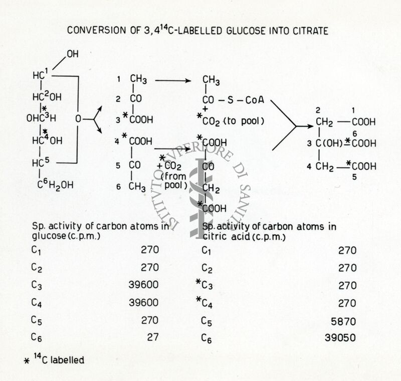 Trasformazione del glucosio in citrato