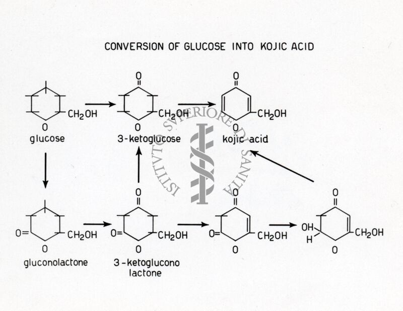 Trasformazione del glucosio in acido koico