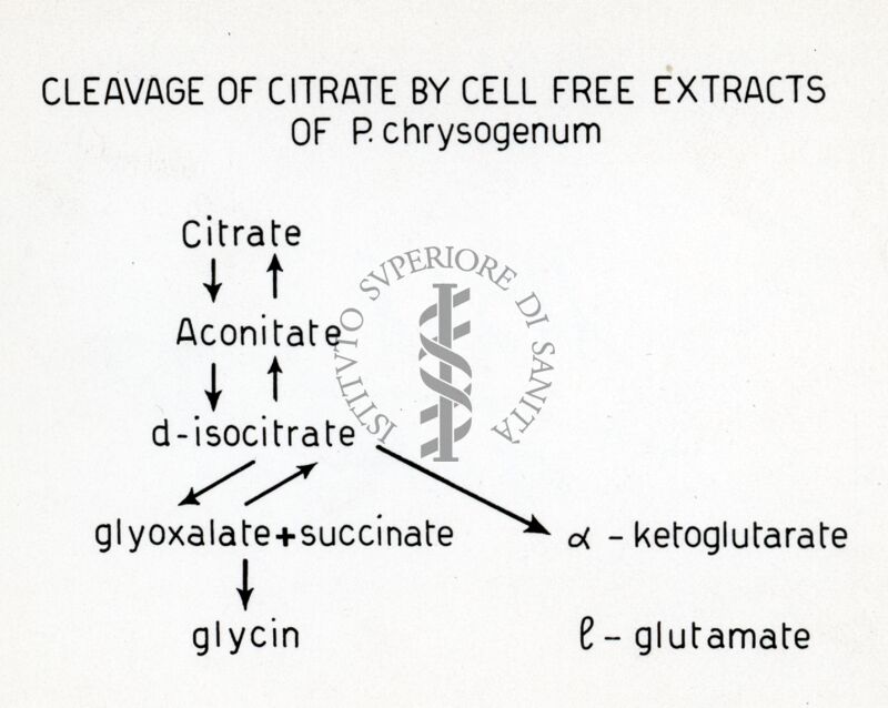 Decomposizione del citrato da P. Crysogenum