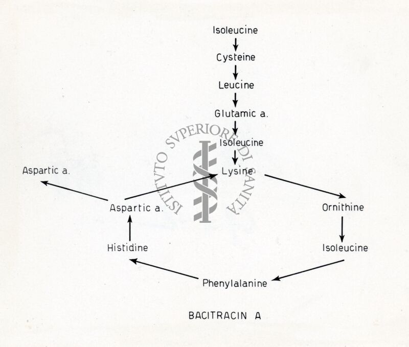 Bacitracina A.