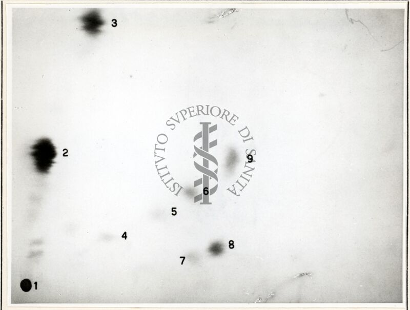 Radioautocromatogramma