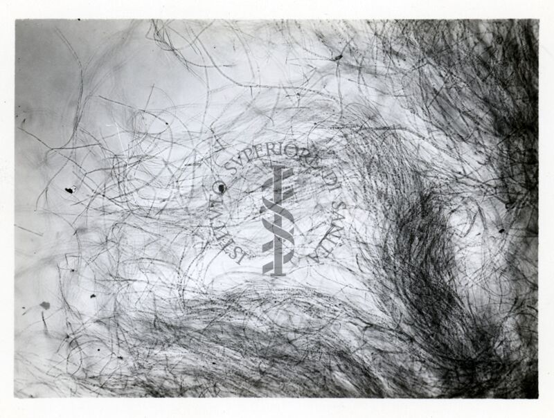 Aspergillus Flavus in coltura sommersa