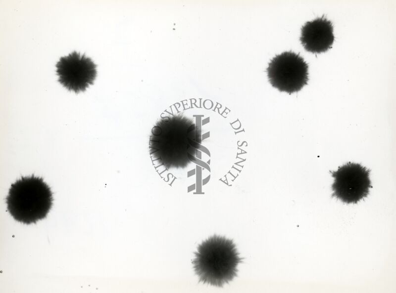 Aspergillus Flavus in coltura sommersa