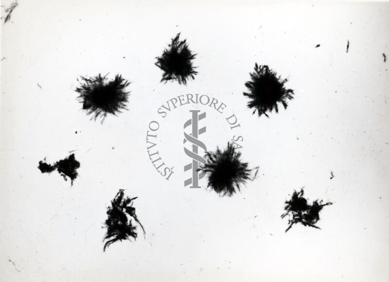 Aspergillus Flavus in coltura sommersa