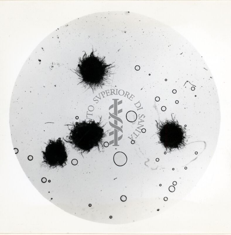 Aspergillus Flavus in coltura sommersa