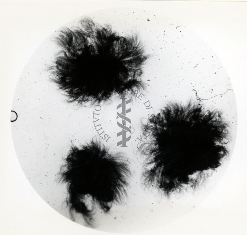 Aspergillus Flavus in coltura sommersa