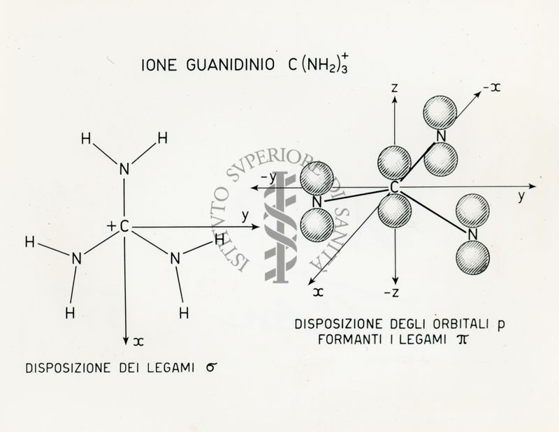 Effetti fisiologici e struttura elettronica degli ioni Sodio e Guanidinio