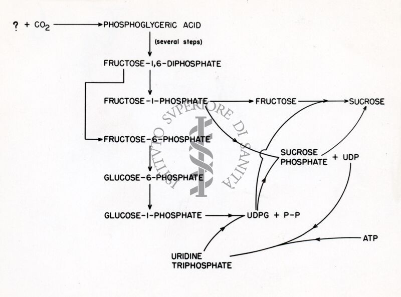 Meccanismo proposto per la formazione del sucrosio con uridina-difosfoglucosio