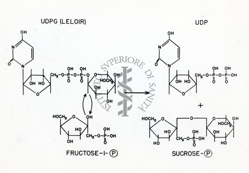 Reazione dell' uridina-difosfoglucosio con il fruttosio-difosfato