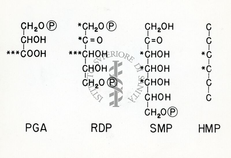 Distribuzione del carbonio radioattivo in alcuni zuccheri