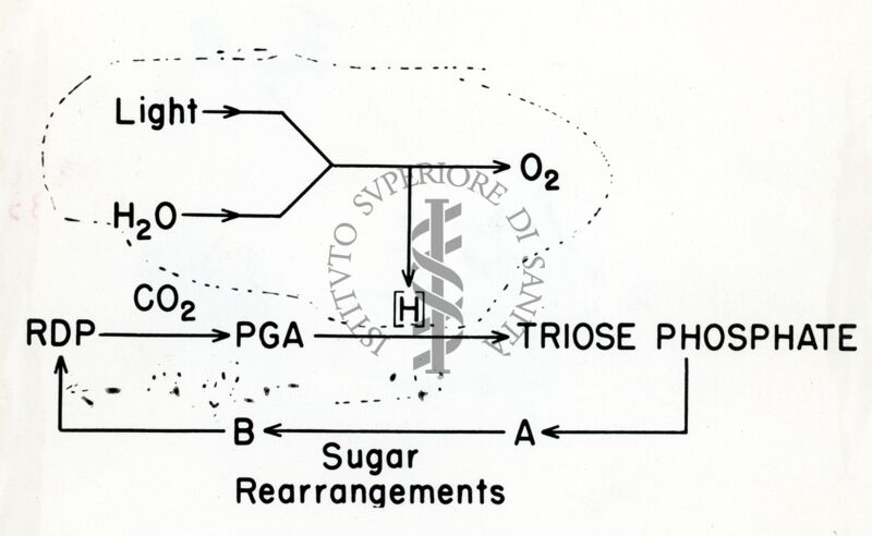 Schema ciclico suggerito per le relazioni nella fotosintesi