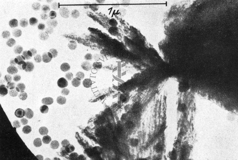 Polvere di materiale inorganico (cemento) osservata direttamente al microscopio elettronico a trasmissione.