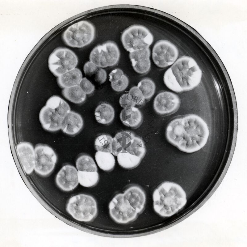 Ceppo instabile di Penicillium