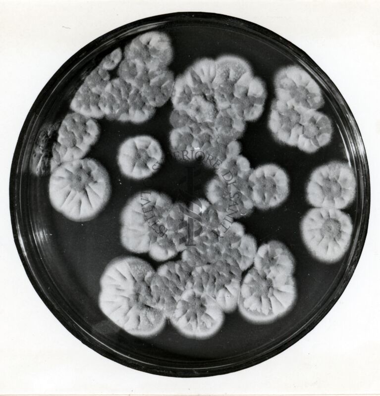 Ceppo instabile di Penicillium