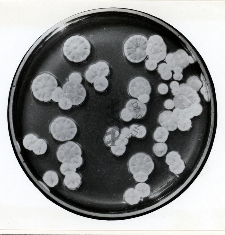 Ceppo instabile di Penicillium