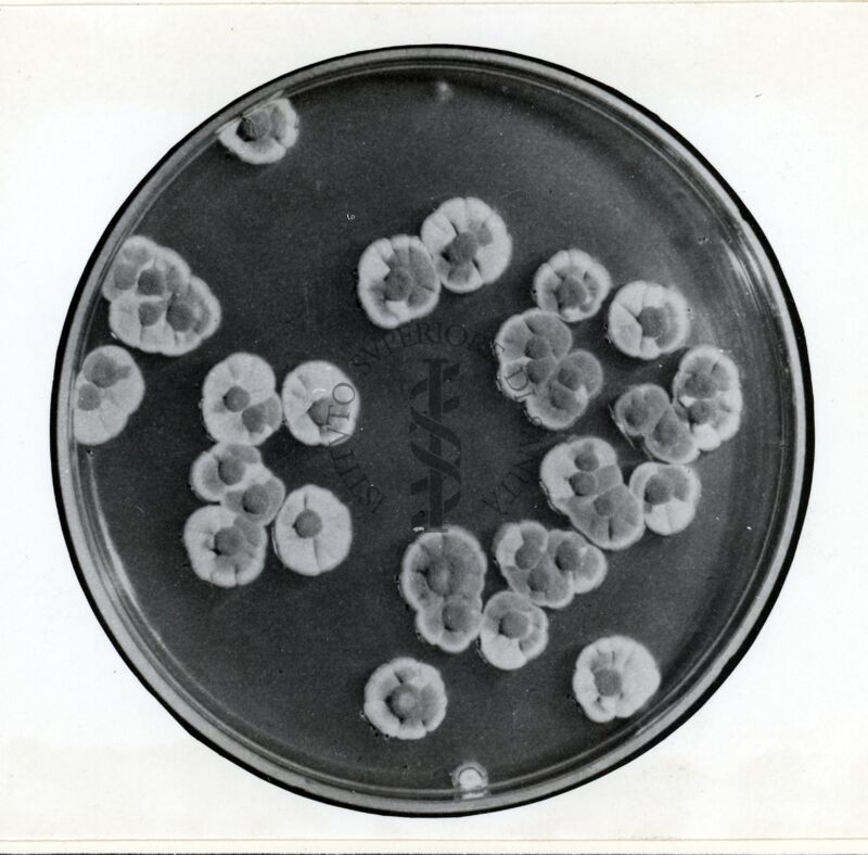 Ceppo instabile di Penicillium